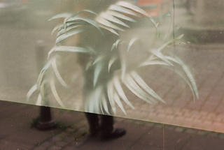 Pflanze/Spiegel, 35mm Color-Negative, 2012
